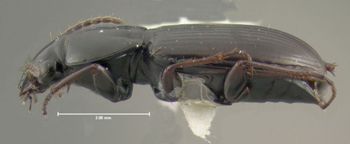 Media type: image;   Entomology 600455 Aspect: habitus lateral view